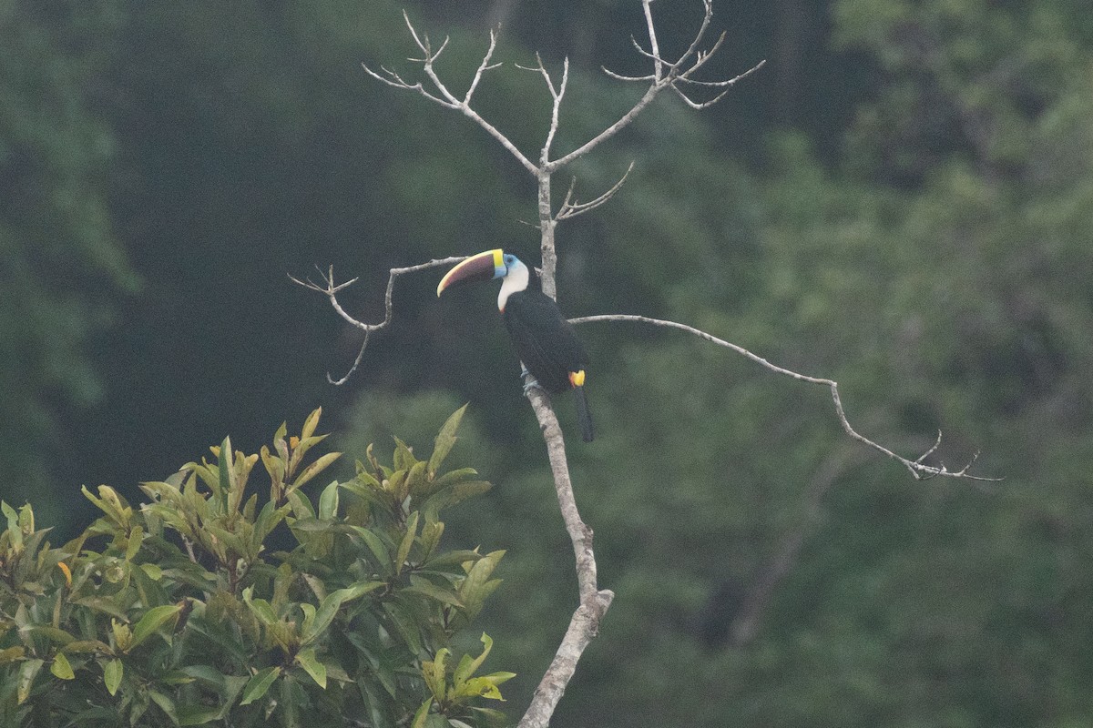 White-throated Toucan (Red-billed) - ML541945151