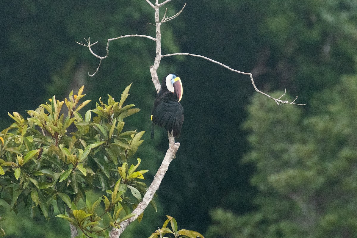White-throated Toucan (Red-billed) - ML541945161