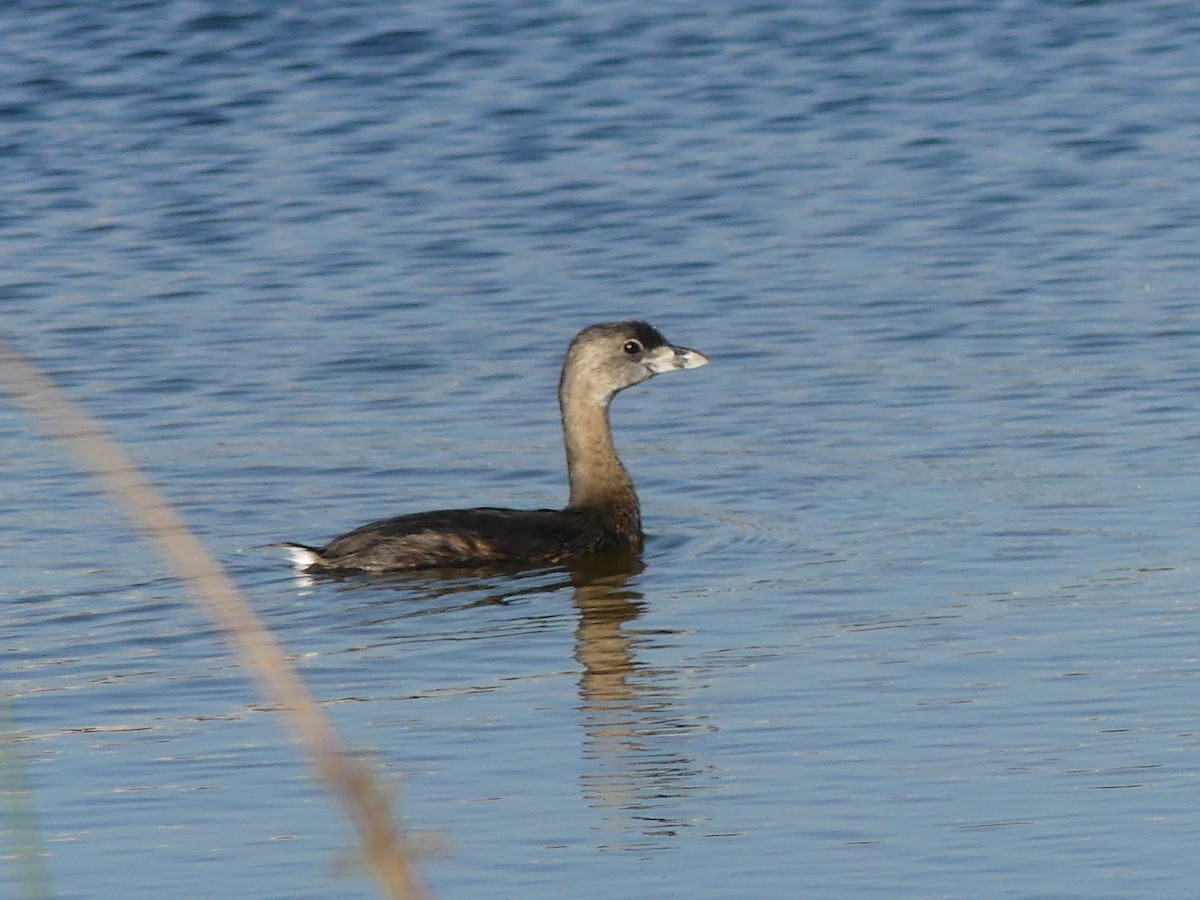 Pied-billed Grebe - Betty Holcomb
