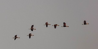 Fulvous Whistling-Duck, ML541950741
