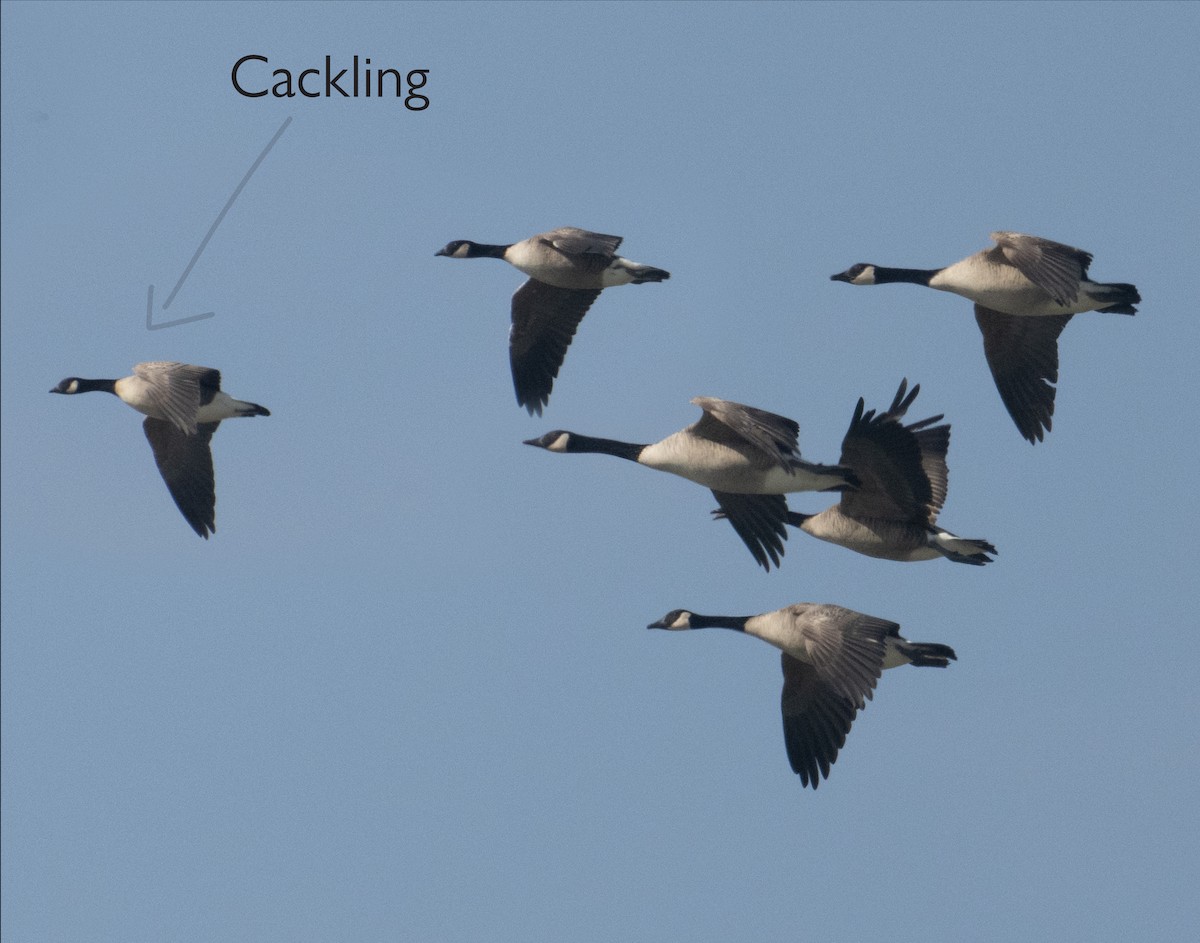 Cackling Goose - ML541951921