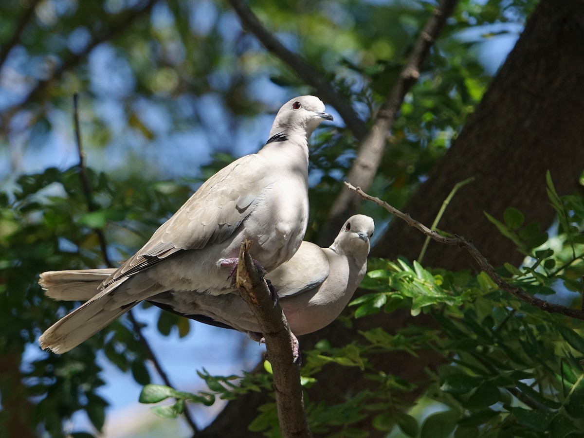 African Collared-Dove - ML541952491