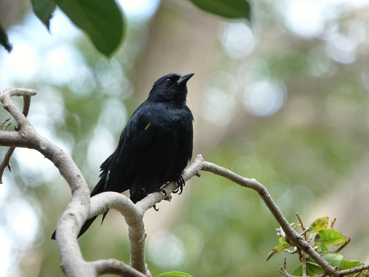 Yellow-shouldered Blackbird - ML541952561