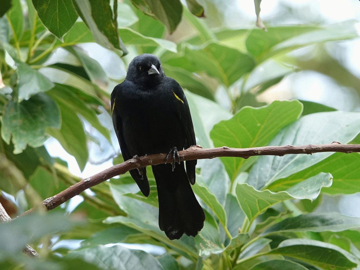 Yellow-shouldered Blackbird - ML541952681