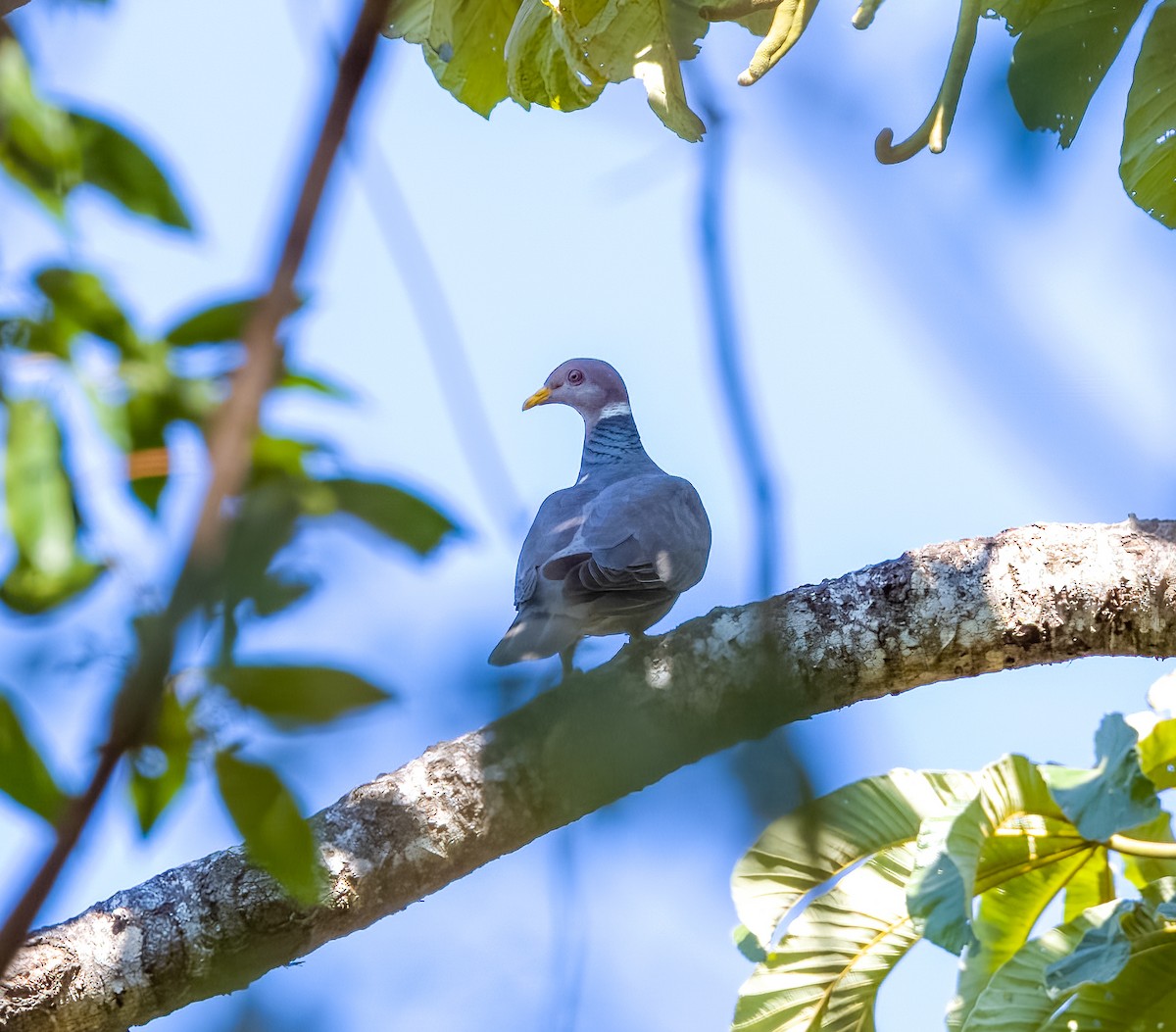 Band-tailed Pigeon - ML541954721
