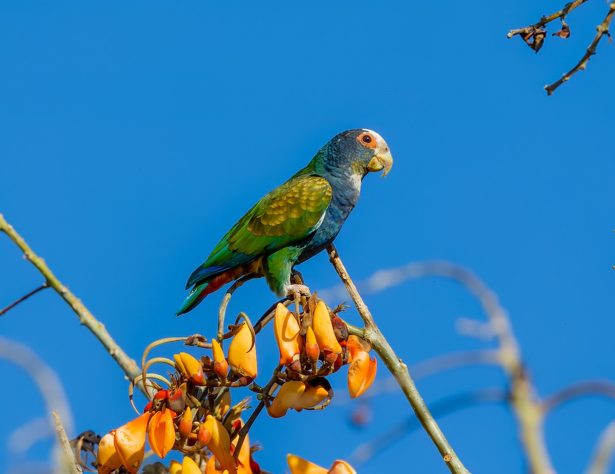 White-crowned Parrot - ML541955021