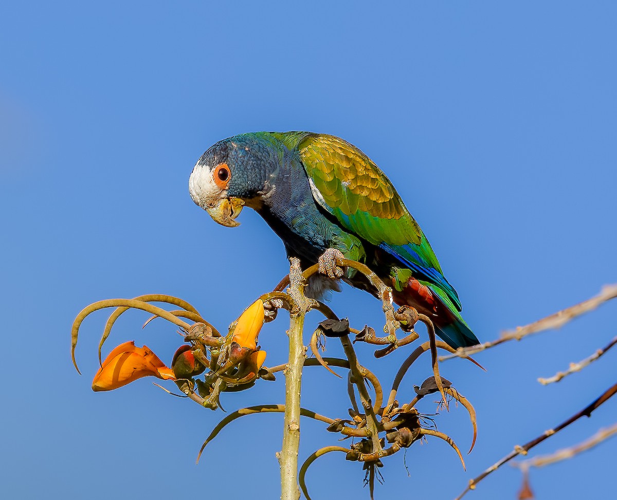 White-crowned Parrot - ML541955031