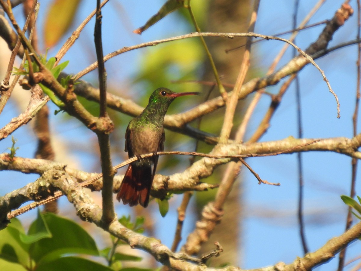 Rufous-tailed Hummingbird - ML541959151