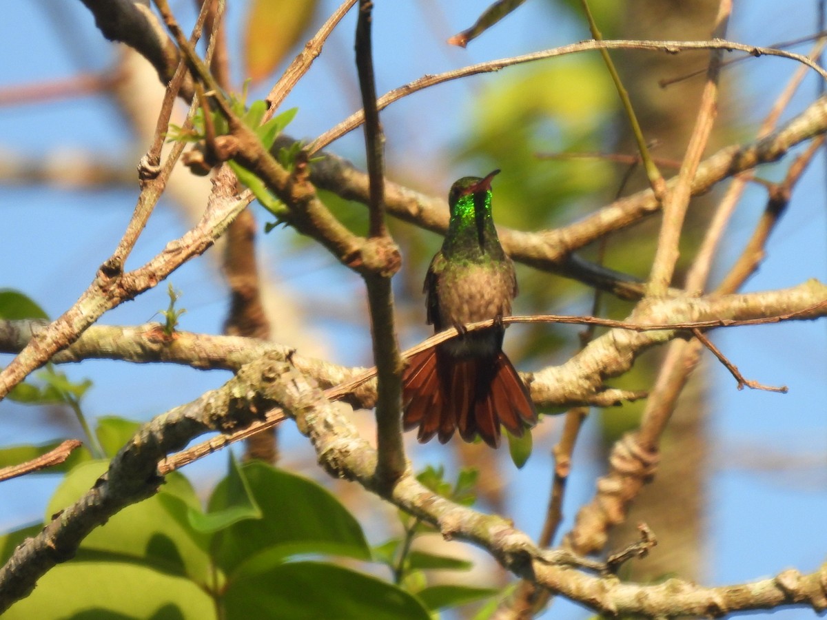 Rufous-tailed Hummingbird - ML541959161
