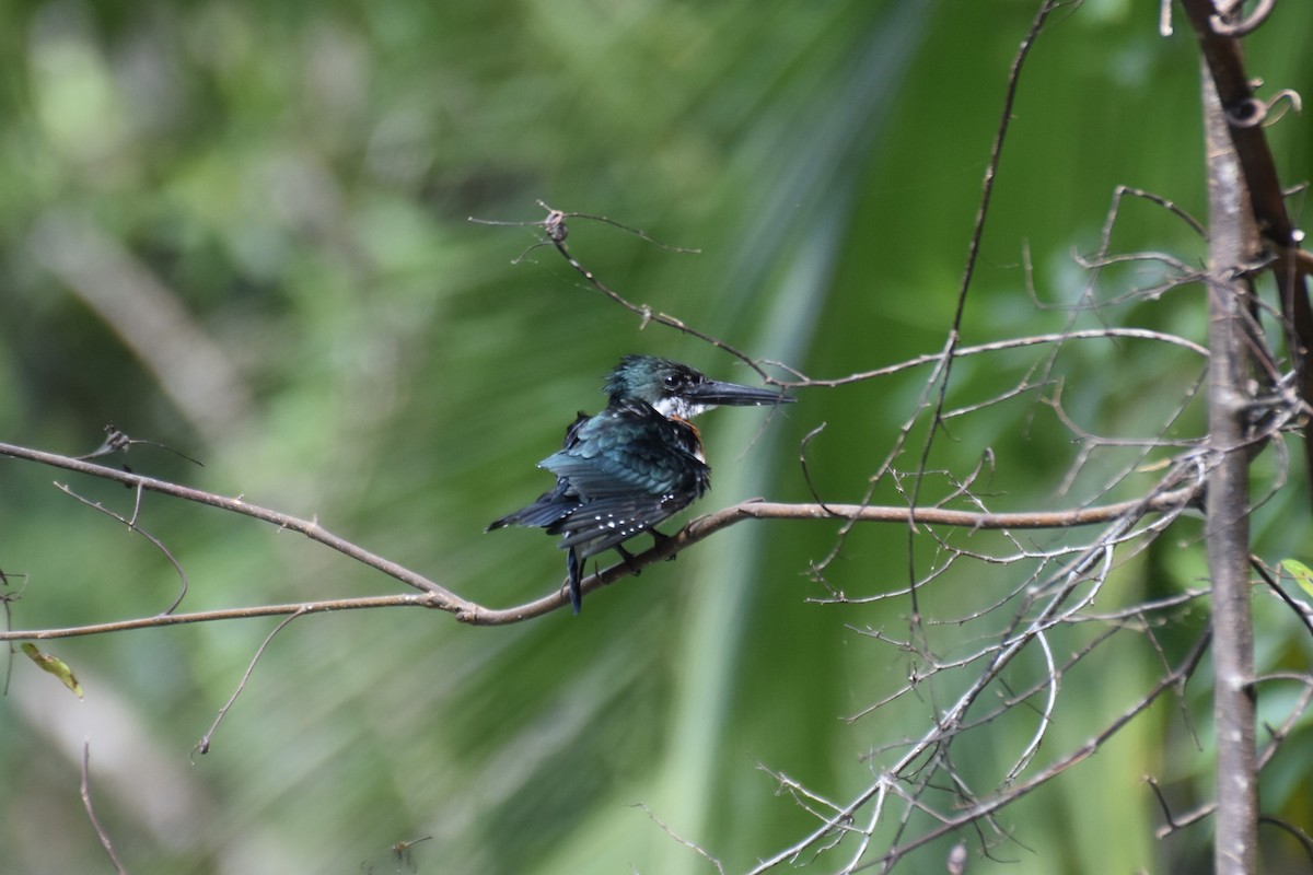 Green Kingfisher - ML541959901