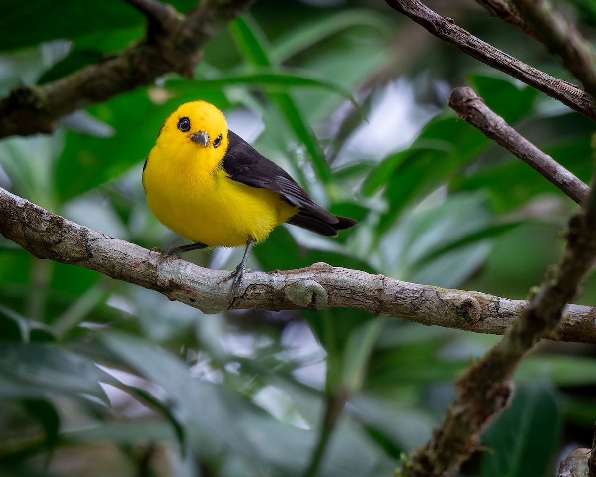 Black-and-yellow Tanager - ML541971731