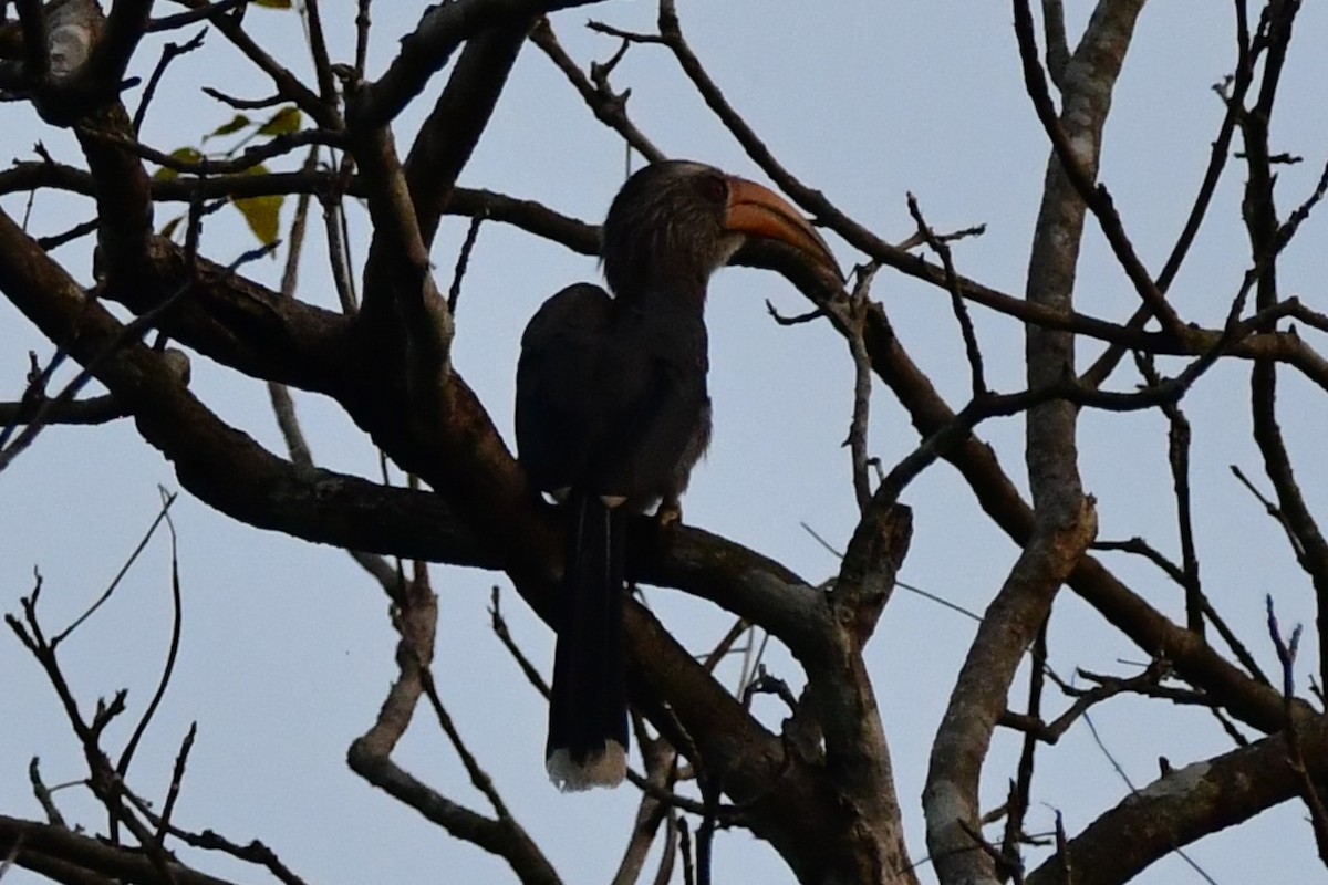 Malabar Gray Hornbill - ML541972921