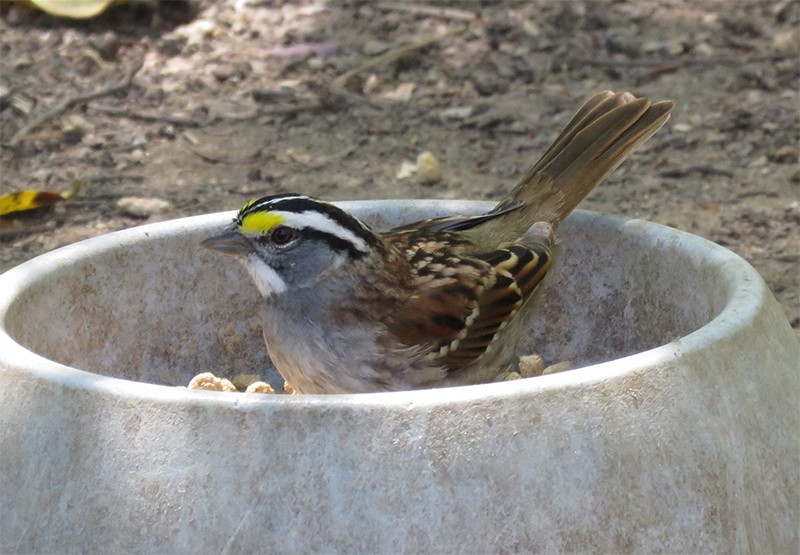 White-throated Sparrow - ML54198091