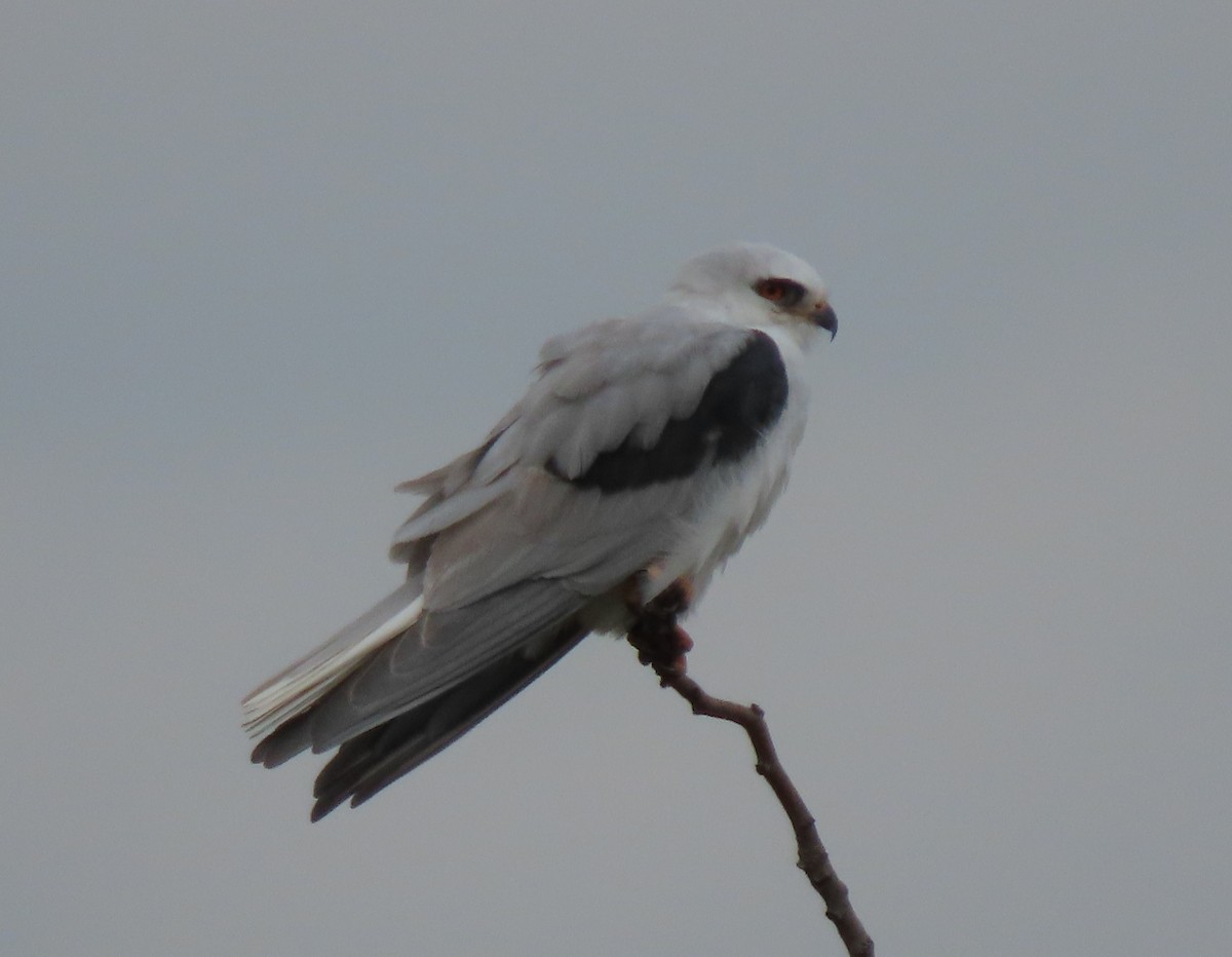 White-tailed Kite - ML541981331