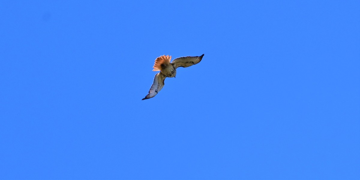 Red-tailed Hawk (borealis) - ML541984411