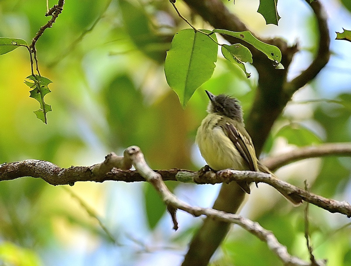 Gray-crowned Flatbill - ML541986951