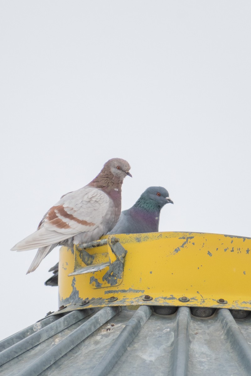 Rock Pigeon (Feral Pigeon) - ML541988221