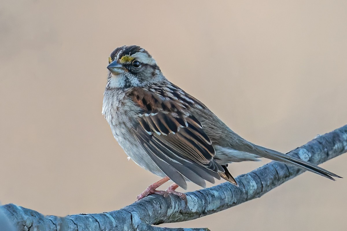 White-throated Sparrow - ML541992191