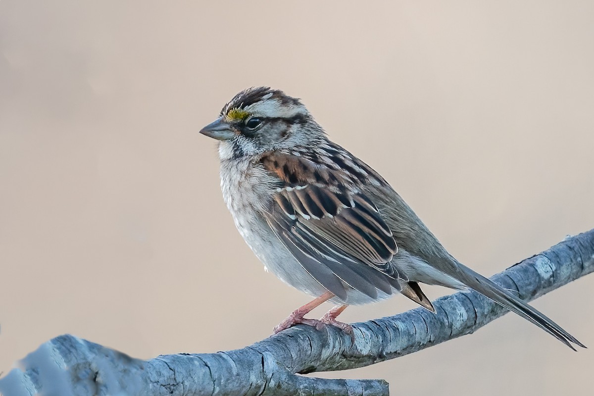 White-throated Sparrow - ML541992201