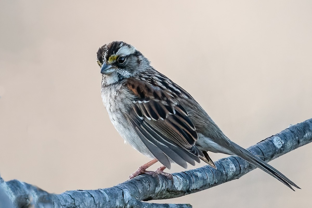 White-throated Sparrow - ML541992221