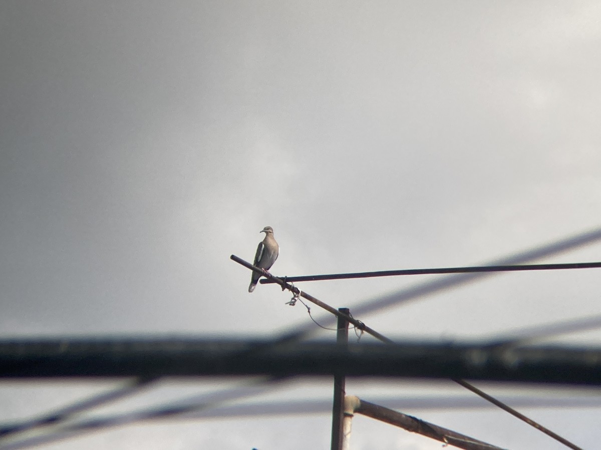 White-winged Dove - ML541993111