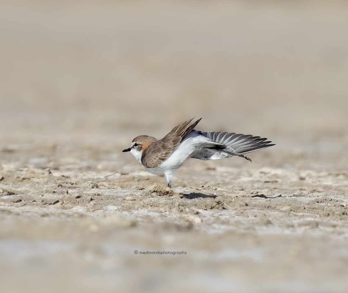Red-capped Plover - ML541999171