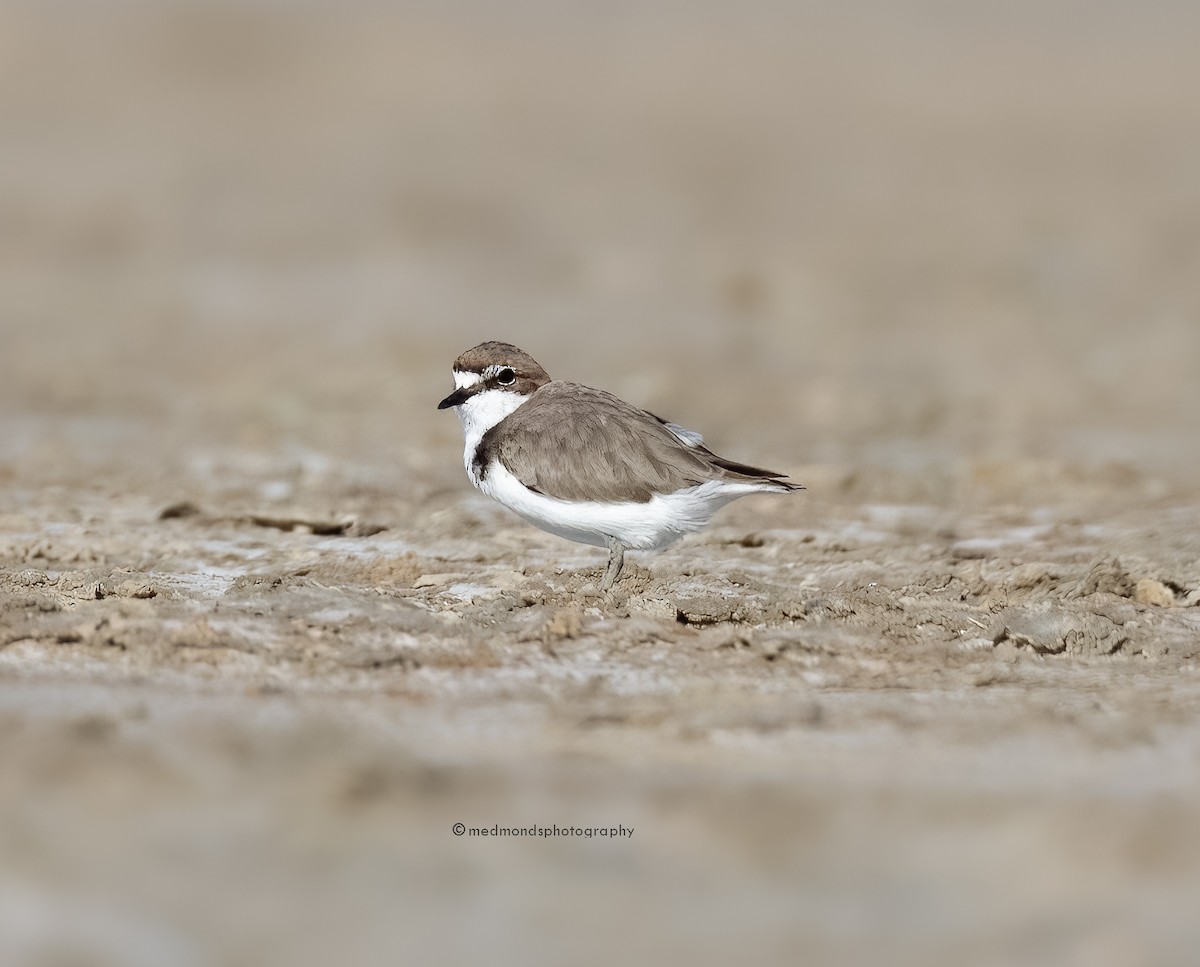 Red-capped Plover - ML541999201