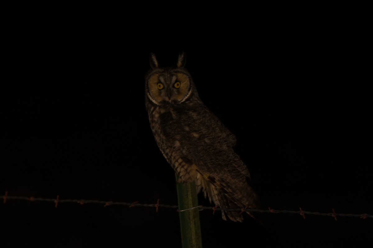 Long-eared Owl - Micah Silver