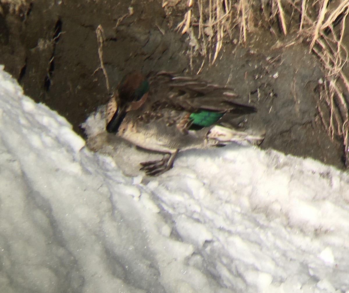 Green-winged Teal - ML542000741