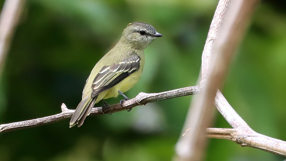 Yellow-crowned Tyrannulet - ML542001451