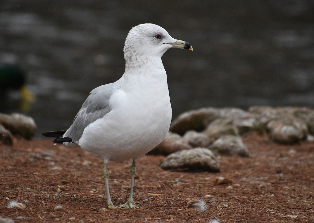 Ring-billed Gull - Peter Olsoy