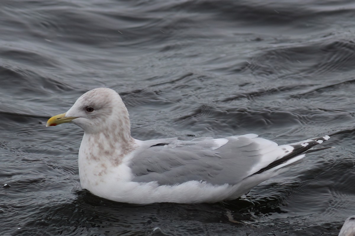 Iceland Gull (Thayer's x Iceland) - Ted Keyel