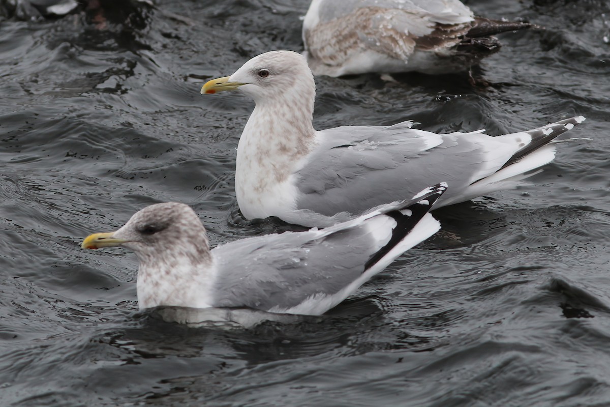 Iceland Gull (Thayer's x Iceland) - ML542014481