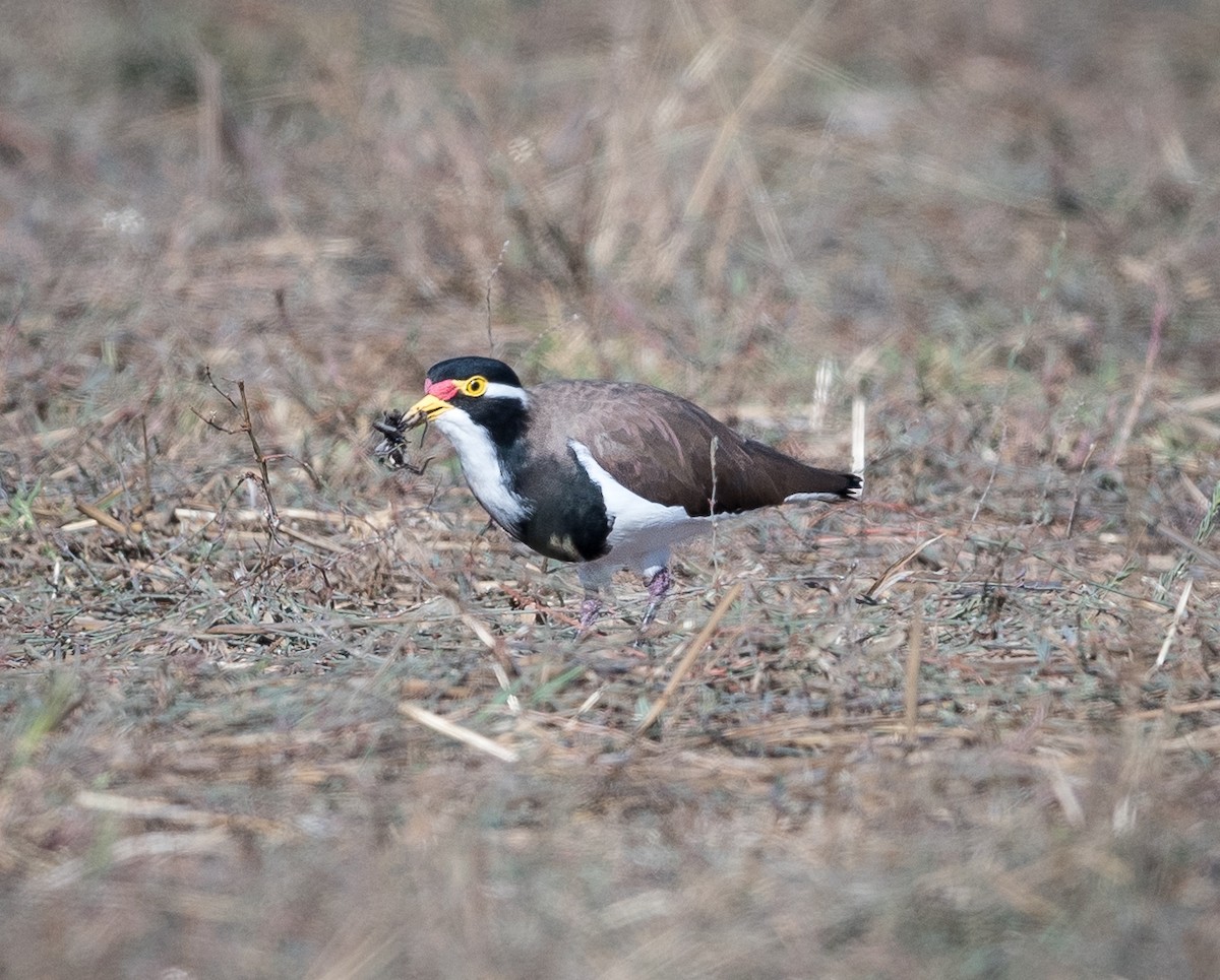 Banded Lapwing - ML542017021