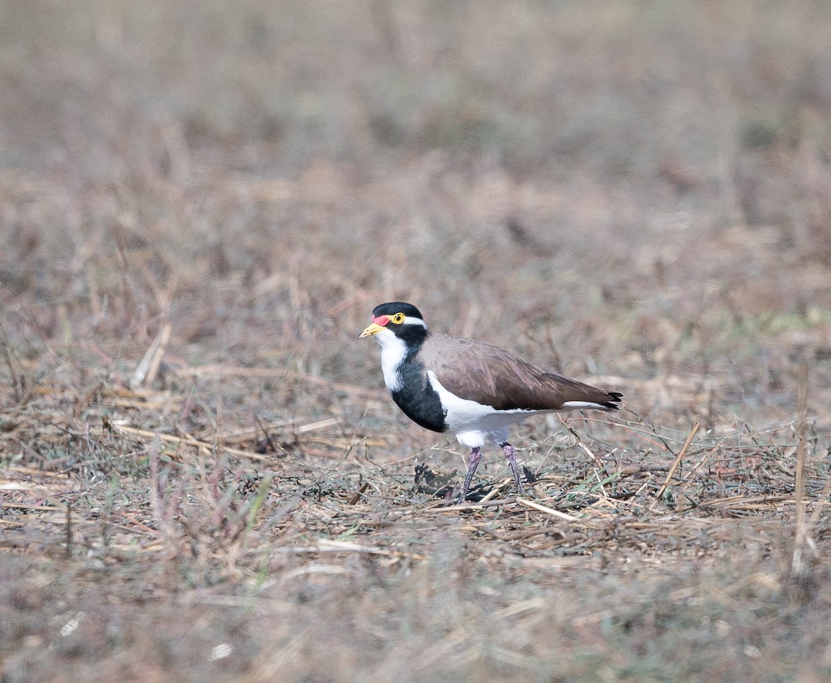 Banded Lapwing - ML542017041