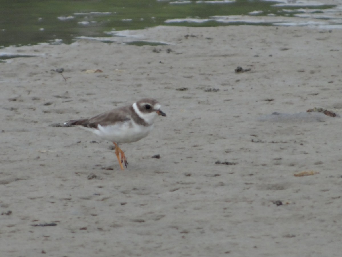 Semipalmated Plover - ML542032371