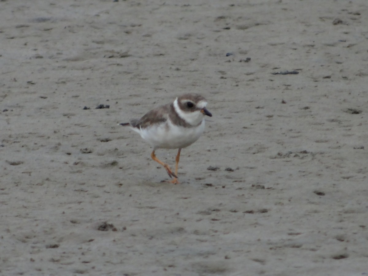 Semipalmated Plover - ML542032381