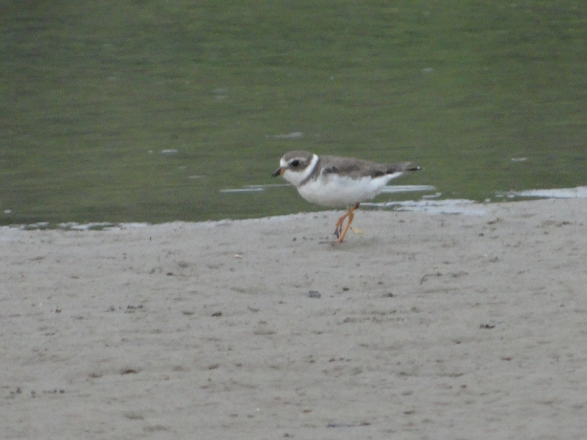 Semipalmated Plover - ML542032391
