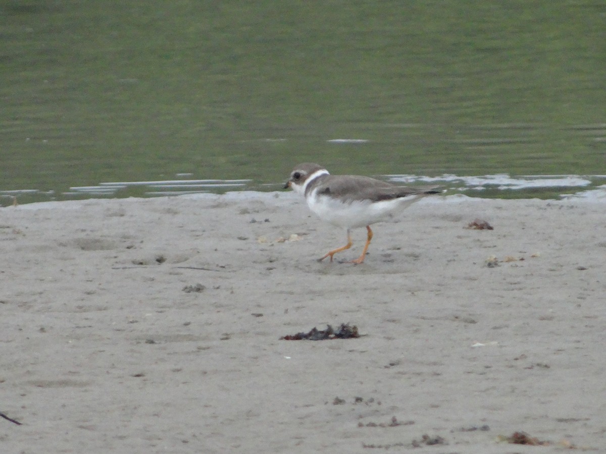 Semipalmated Plover - ML542032411