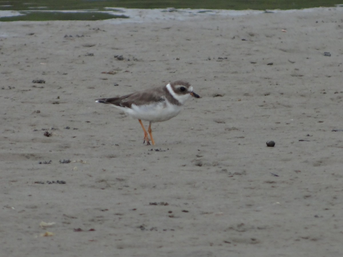 Semipalmated Plover - ML542032421
