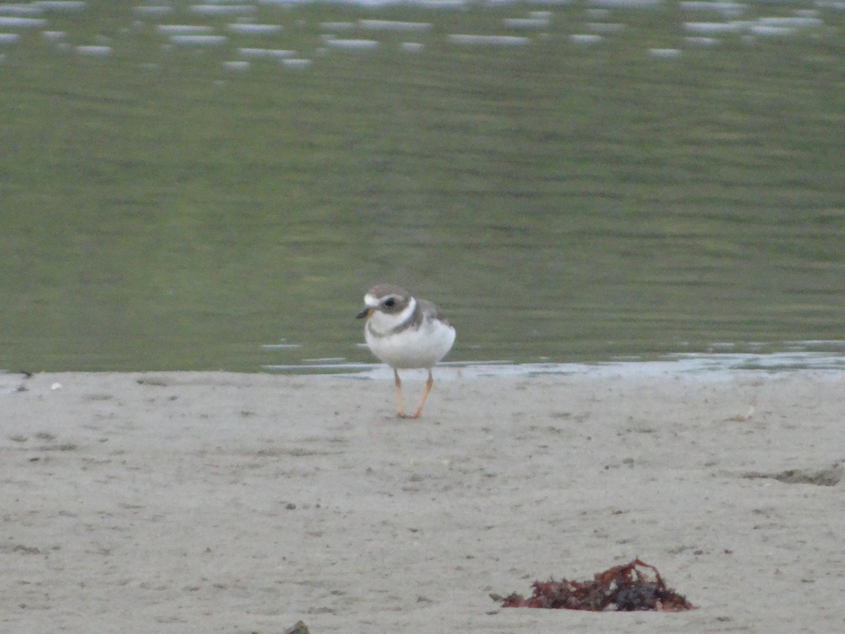 Semipalmated Plover - ML542032461