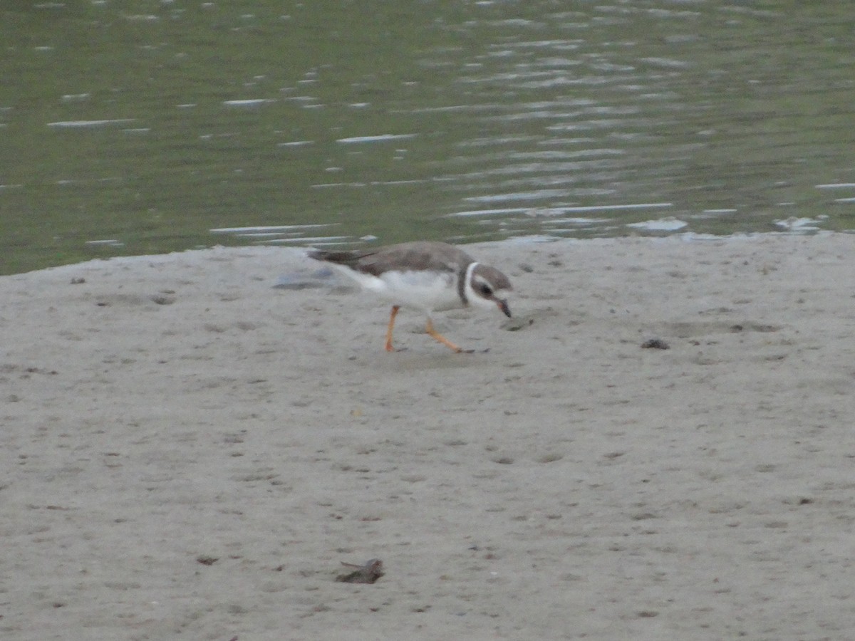 Semipalmated Plover - ML542032501