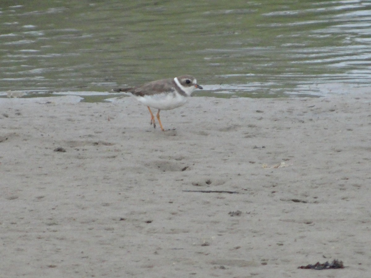 Semipalmated Plover - ML542032511