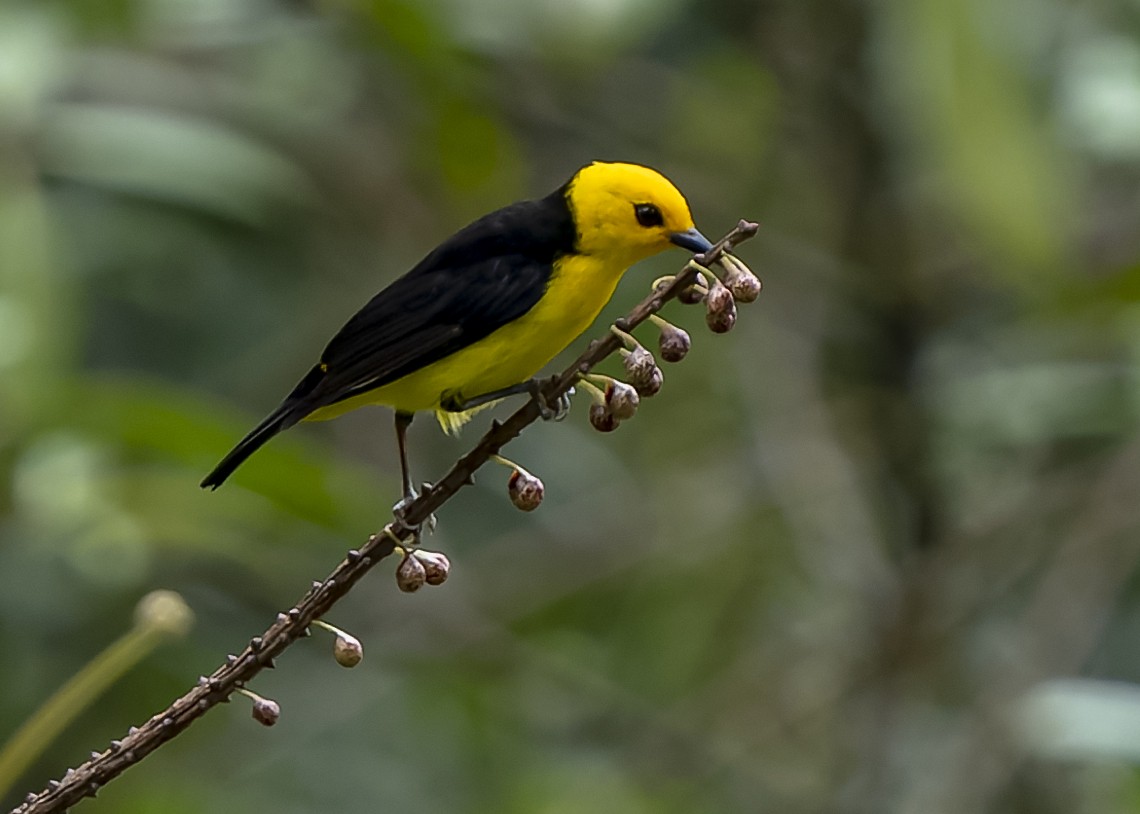 Black-and-yellow Tanager - ML542032621