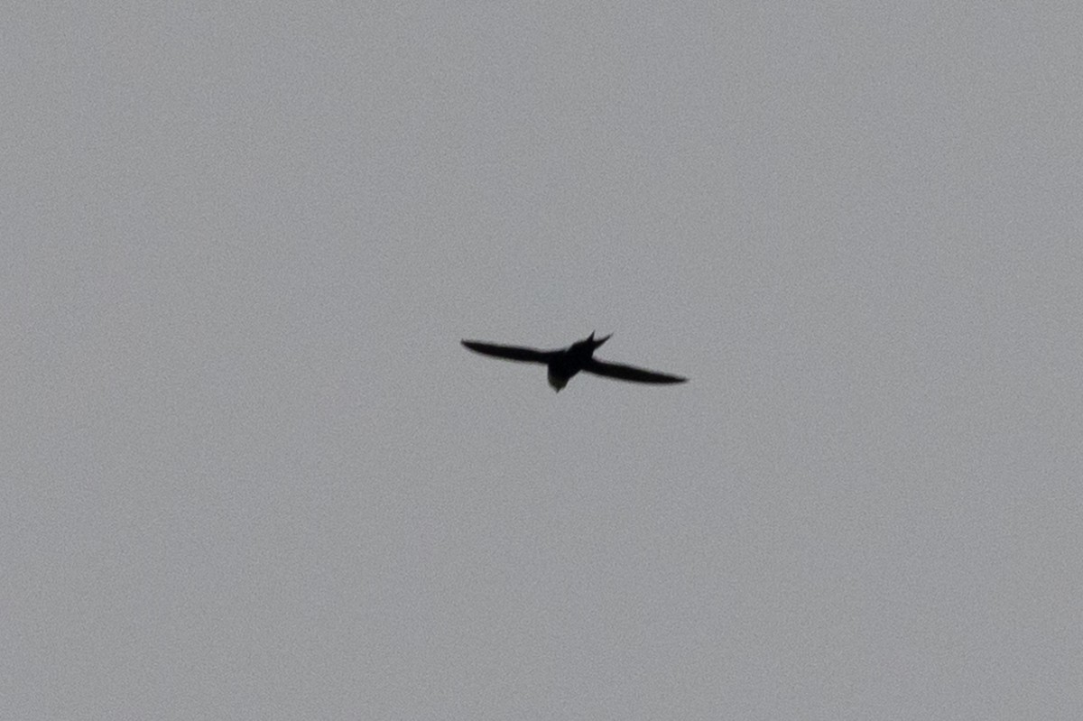 Lesser Swallow-tailed Swift - Greg Bodker