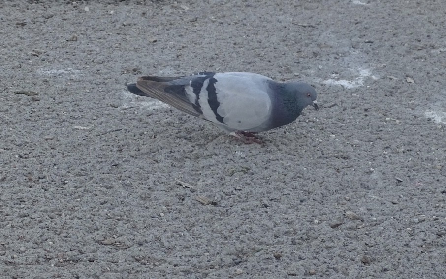 Rock Pigeon (Feral Pigeon) - Robert Solomon