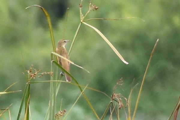 Oriental Reed Warbler - Prayitno Goenarto