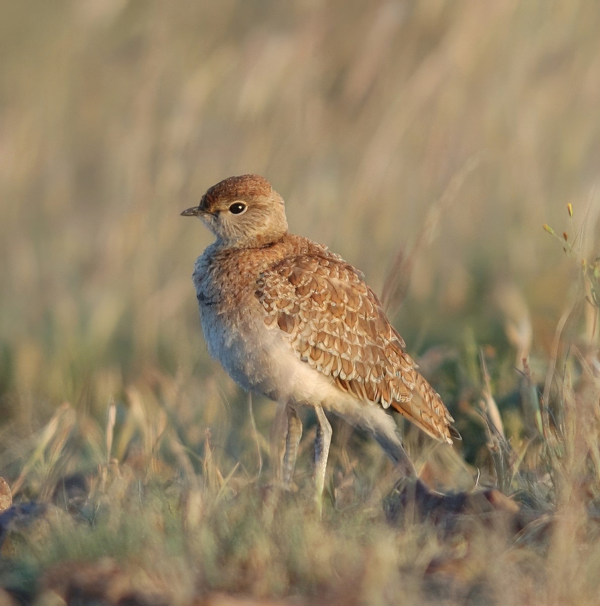 Double-banded Courser - ML542051411