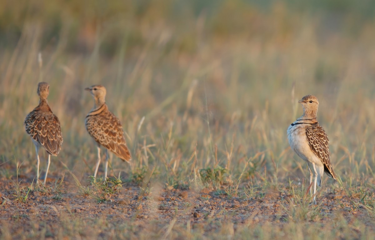 Double-banded Courser - ML542051441