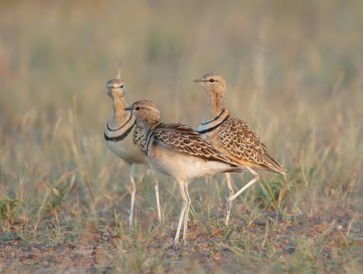 Double-banded Courser - ML542051451